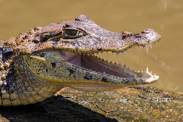 A smiling crocodile with flies in Tortuguero national park - Costa Rica