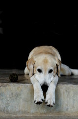 Yellow Labrador lay down on the concrete floor and waiting to play with black background for copy space.