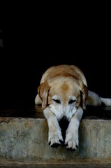Yellow Labrador lay down on the concrete floor and waiting to play with black background for copy space.