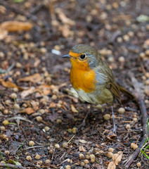 Robin Redbreast