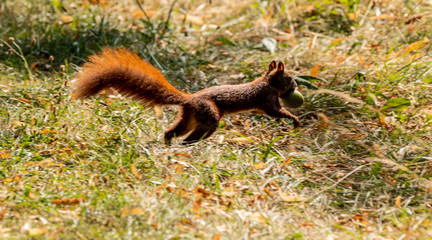 Red Squirrel with booty