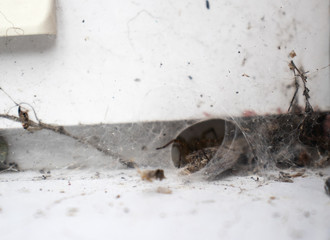 Small spider hides in his hole