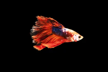 Zelfklevend Fotobehang The moving moment beautiful of siamese betta fighting fish in thailand on black background.  © Soonthorn
