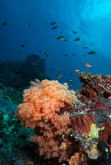 Fototapeta na wymiar Soft Coral Tropical Sea Landscape Underwater