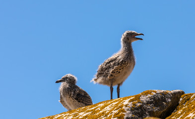 Seagull Chicks