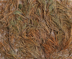 Dried pine needles texture background. Abstract pine needles fall pattern on ground.