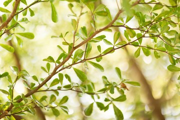 Blurred background with tree , selective focus