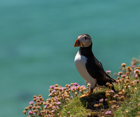 Atlantic Puffin