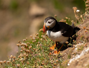 Atlantic Puffin