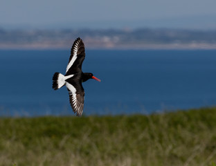 Tern