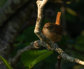 Wren in morning sunshine