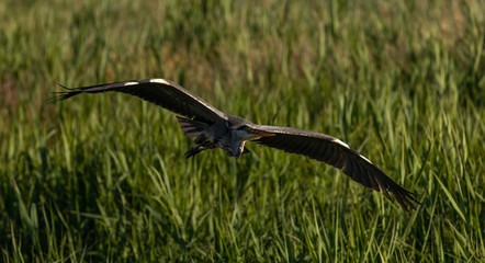 Heron in Flight