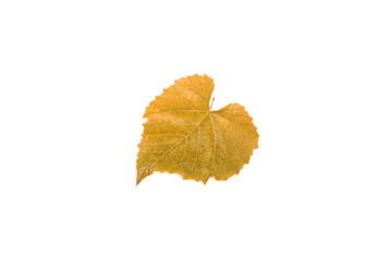 yellow grape leaf isolated on white background