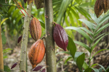 The cocoa tree with fruits. Yellow and green Cocoa pods grow on the tree