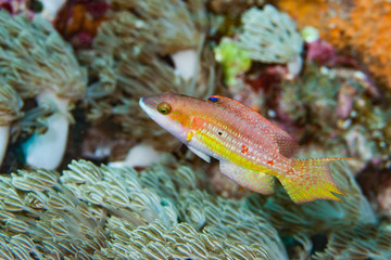 Little maori wrasse Cheilinus bimaculatus