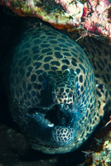Blackspotted moray Gymnothorax favagineus