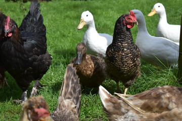 Hens and ducks in a free-range environment