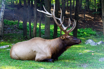 Adult male buck lying in the grass near a forest