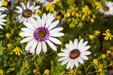 Pretty white and purple daisy wildflowers