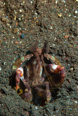 Mantis shrimp Lysiosqullina lisa