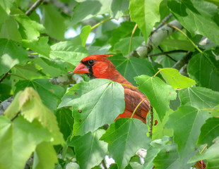Cardinal