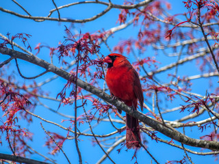 cardinal