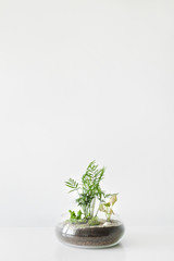 Green plants in pots protected by a glass dome bottle on a white background.
