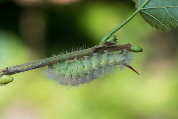 Buchenstreck-Raupe