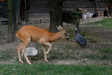 deer in the meadow and chickens
