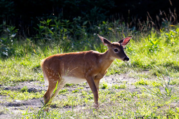 Young Virginia Deer female by the woods