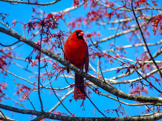 cardinal