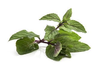 Chocolate Mint's fresh leaves at white background © aedkafl