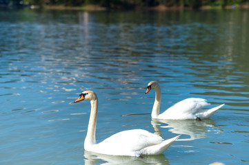 Two white swans. Swans swim in the lake at sunset of the day. A couple of swans together in love.