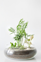 Green plants in pots protected by a glass dome bottle on a white background.
