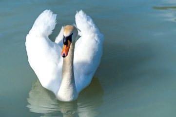 Close up of white swan swim in water scene