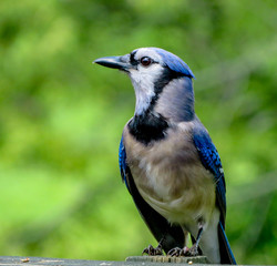 Blue Jay