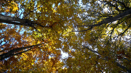 Autumn sun shine with tree tops in forest