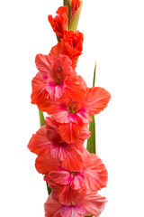 gladiolus flower isolated