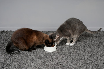 two cats eating from one feeding bowl