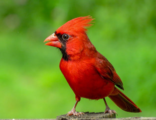cardinal