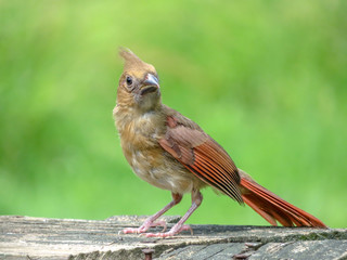baby cardinal