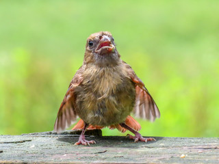 baby cardinal