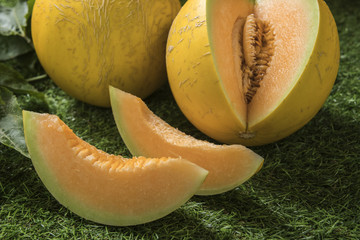 young sprout of Japanese melons or cantaloupe melons plants