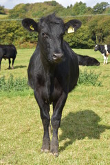 Black cow standing in a field