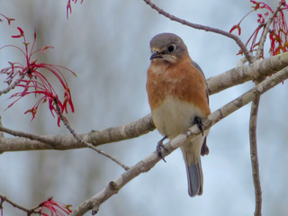 Eastern Bluebird