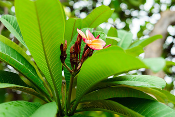 Purple and Pink flower in nature it is beautiful.