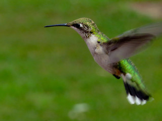 Hummingbird