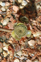Aeonium arboreum