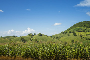 Corn industry on the Mountain in Thailand.
