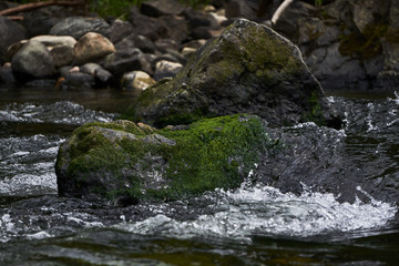 Naklejka na ściany i meble Mossy Rocks in a clear Rocky Mountain Stream